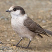 Gray Jay